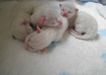 la portée de 4 chatons de Holly - 1 jour - Chatterie Ragdolls du Val de Beauvoir